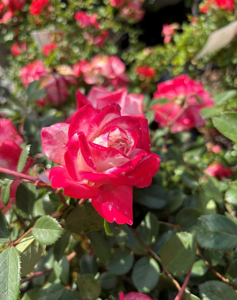 Extensive Rose Collections