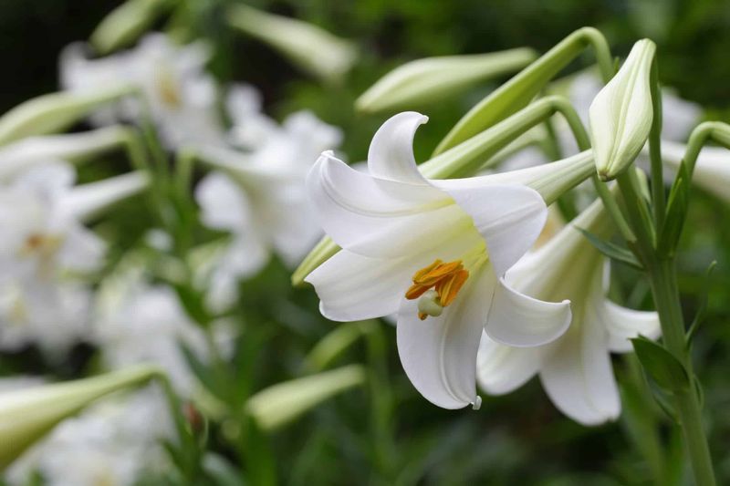 Easter Lilies