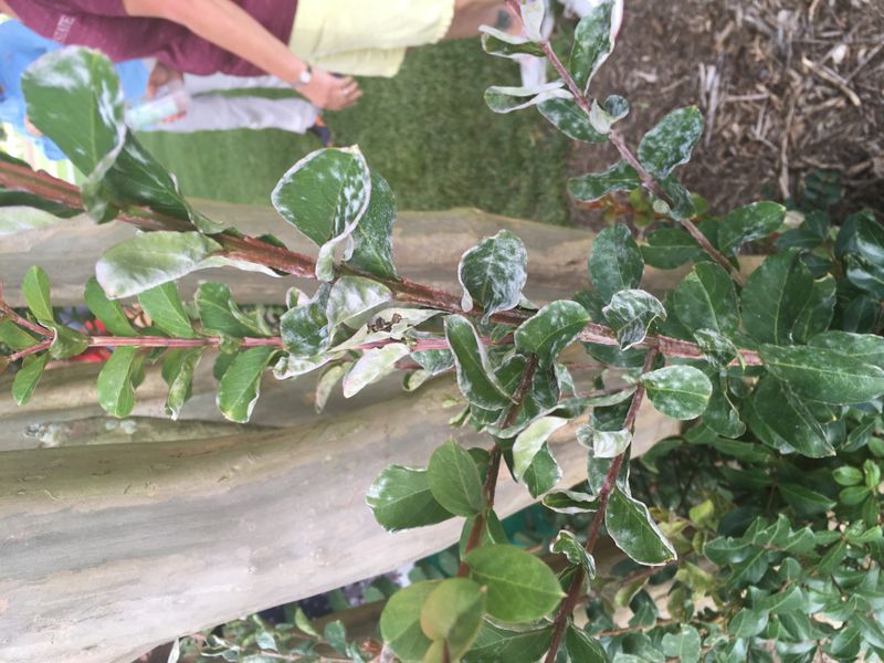 Crape Myrtle's Shade Struggle