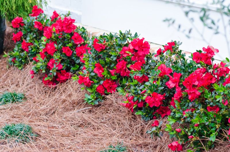 Azaleas