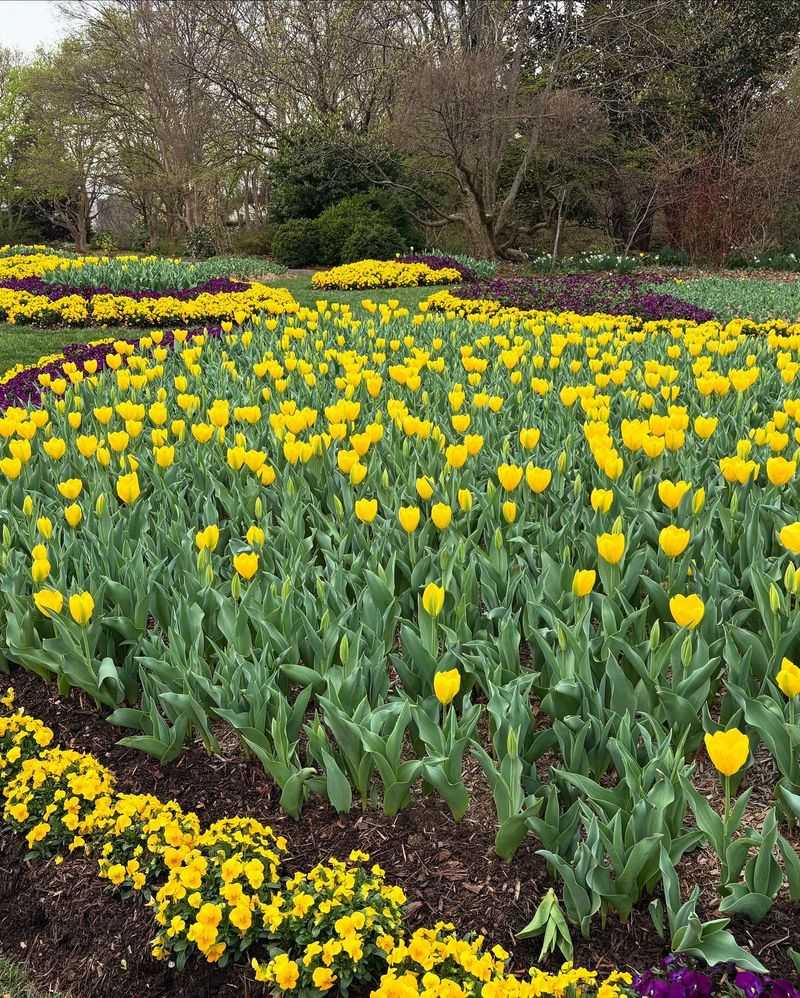 Yellow Tulips