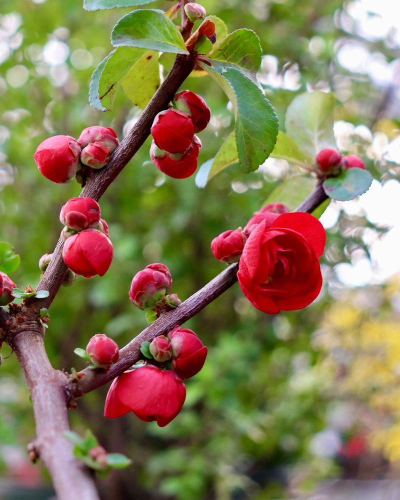 Flowering Quince