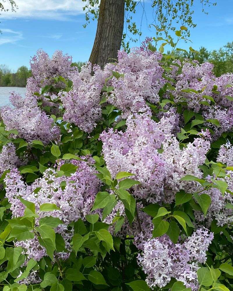 Lilac
