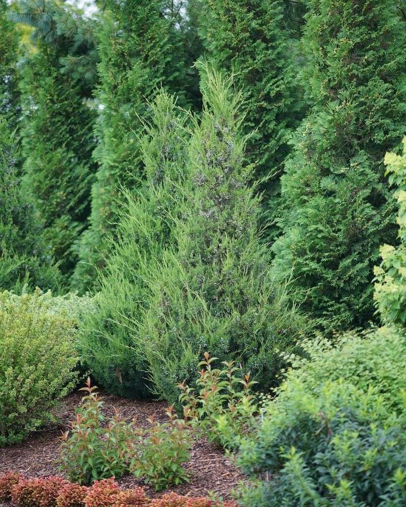 Juniper