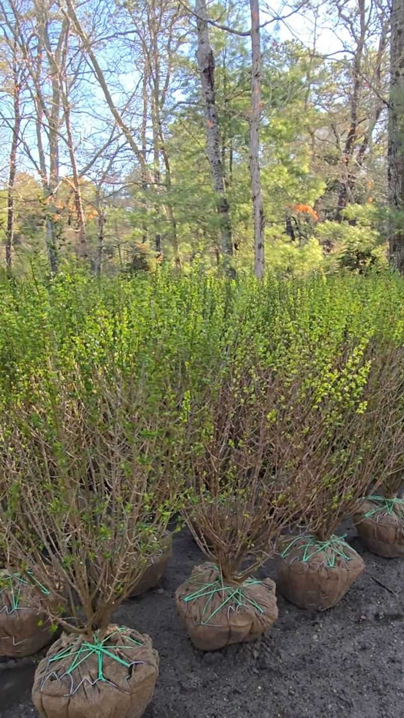 Privet