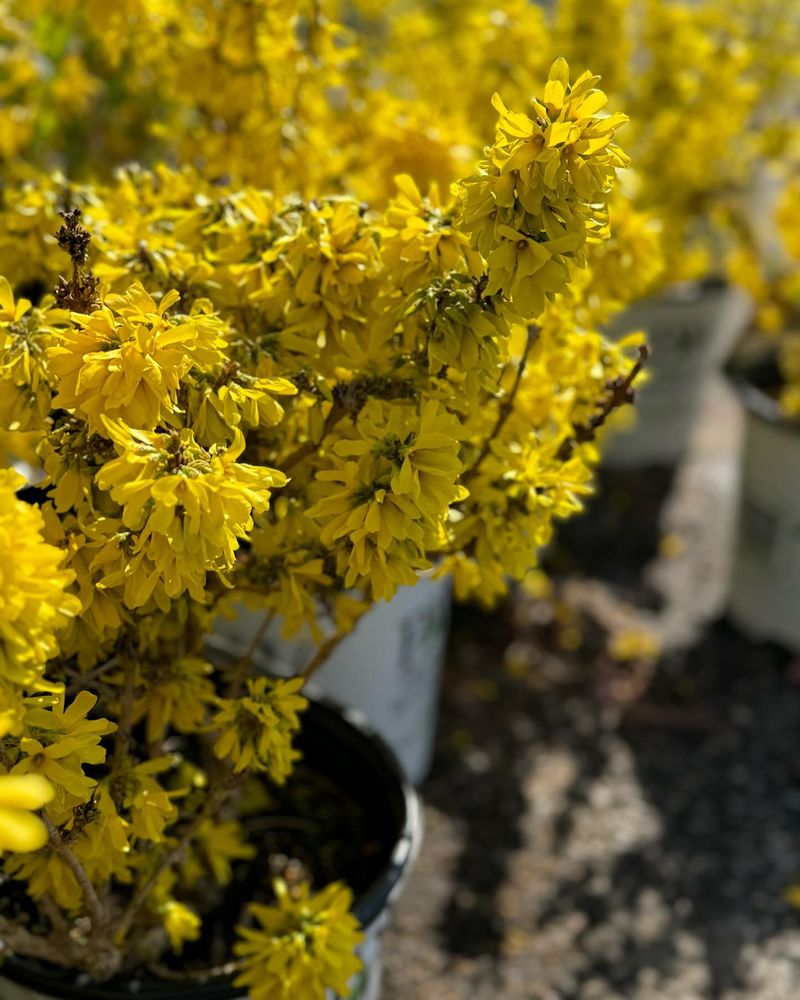 Dwarf Forsythia