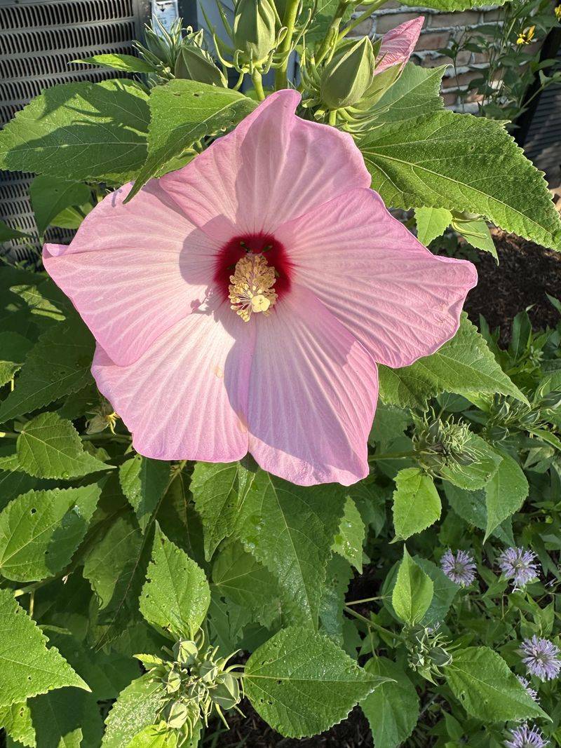 Rose Of Sharon: Leggy Problem-Maker
