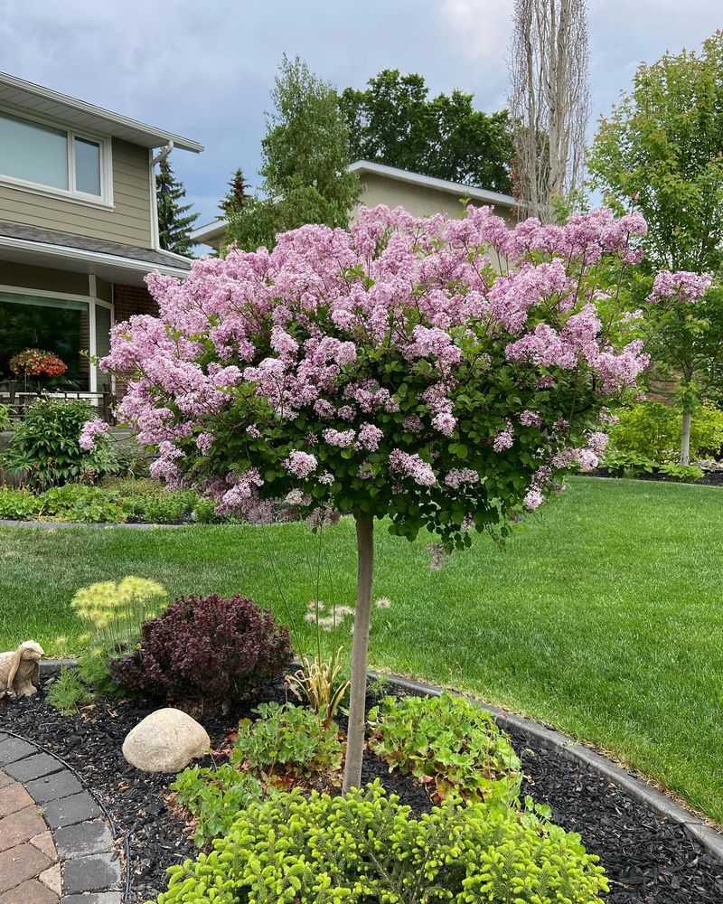 Dwarf Korean Lilac