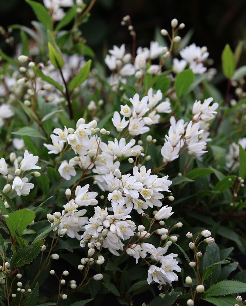 Deutzia