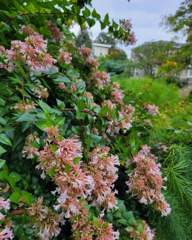 Glossy Abelia