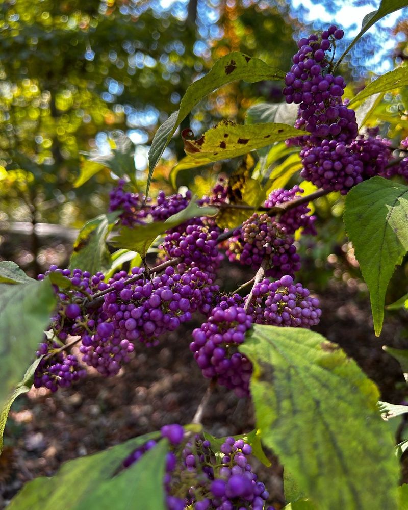 Beauty Berry