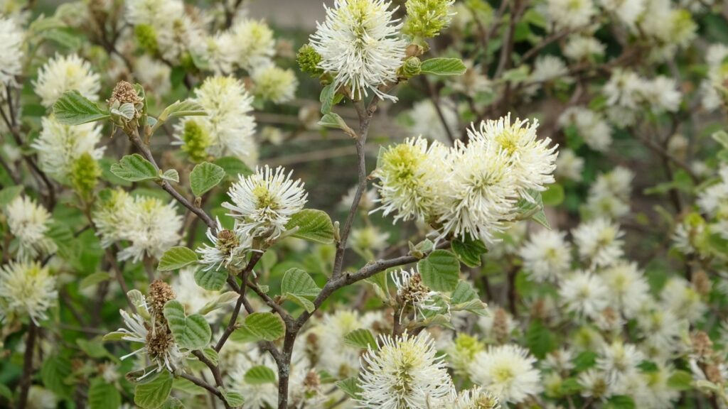 Fothergilla plant