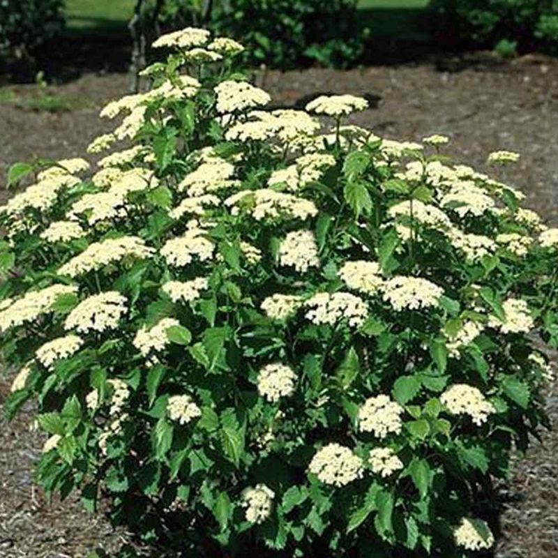 Viburnum 'Blue Muffin'