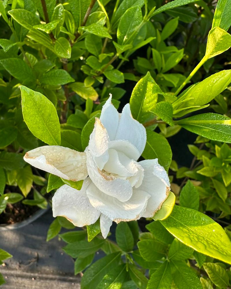 Gardenia (Gardenia jasminoides)