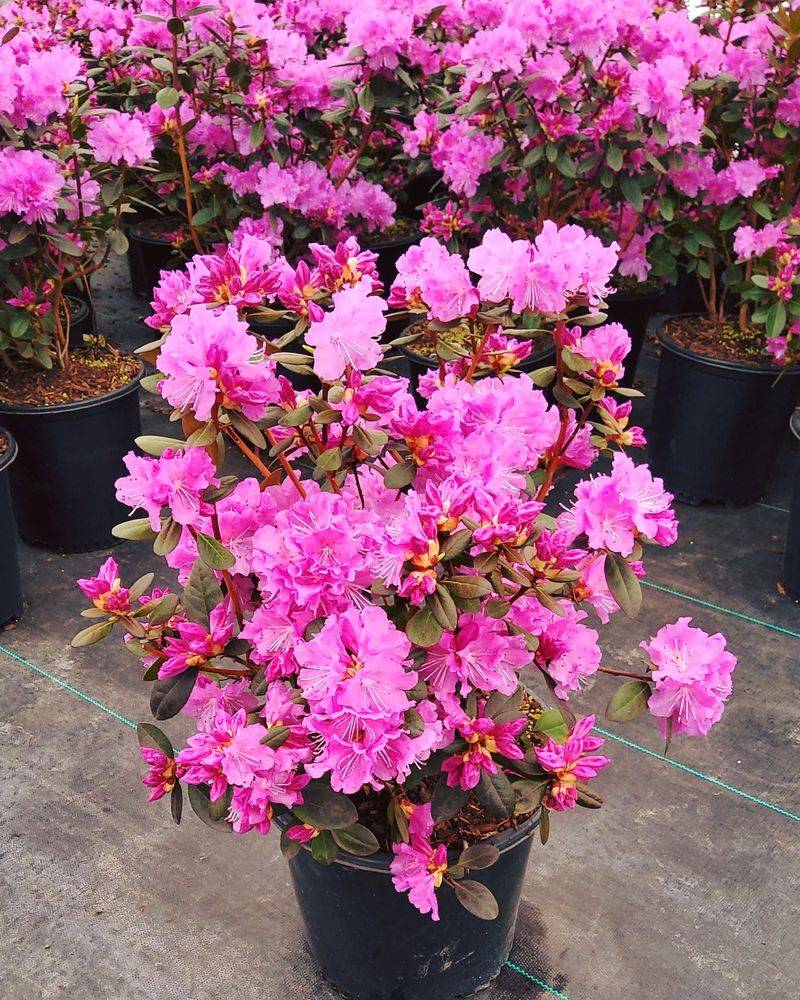 PJM Rhododendron