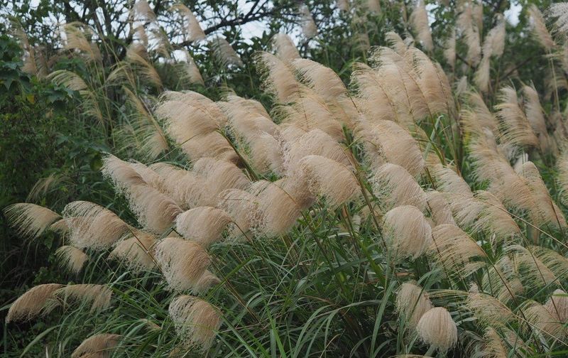 Chinese Silver Grass
