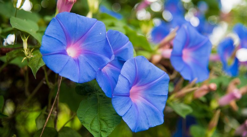 Morning Glories