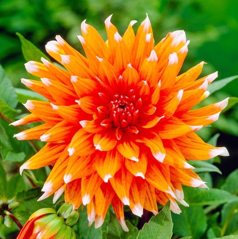 Dahlias