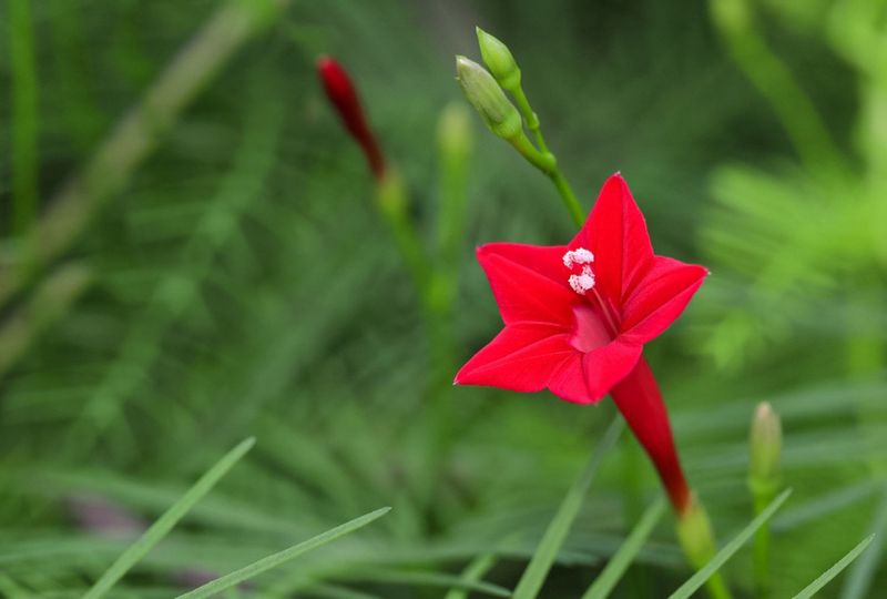 Cypress Vine