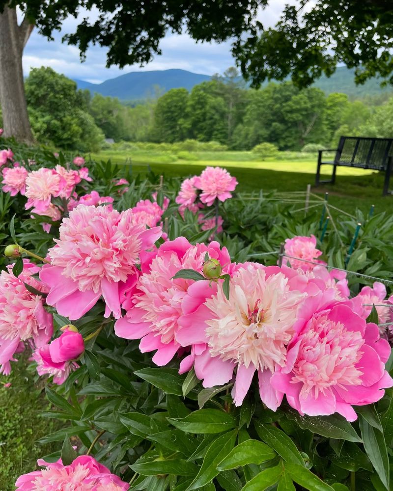 Peony Sanctuary Bench
