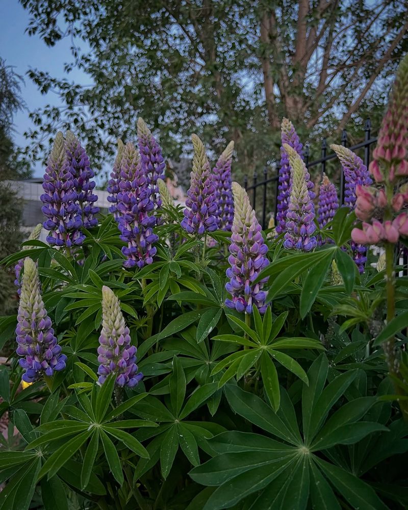 Lupine