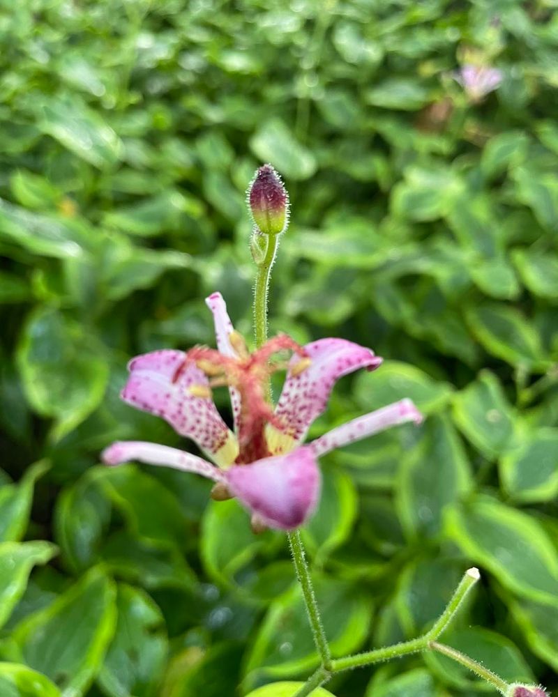 Toad Lily