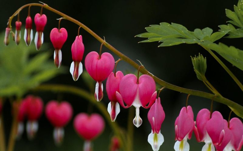 Bleeding Heart's Summer Vanishing Trick
