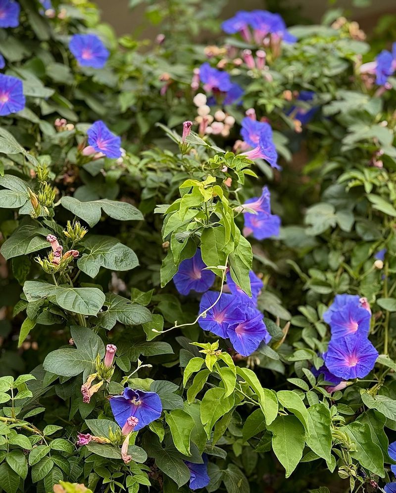 Morning Glory