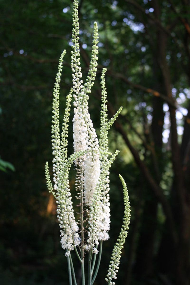 Cimicifuga (Bugbane)
