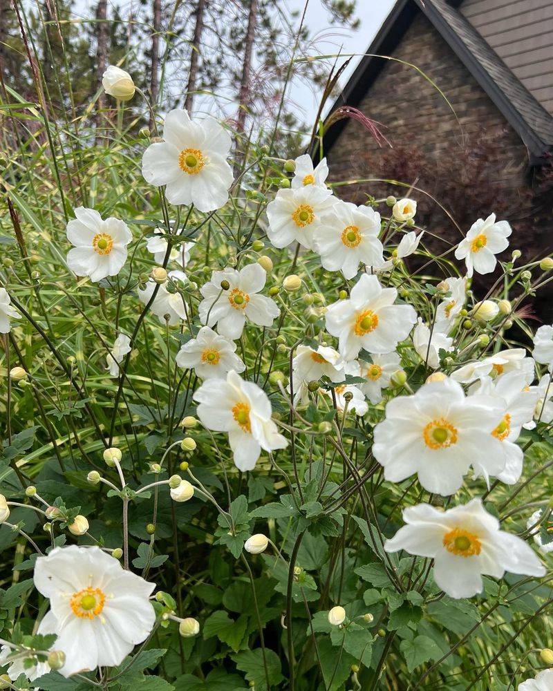 Japanese Anemone