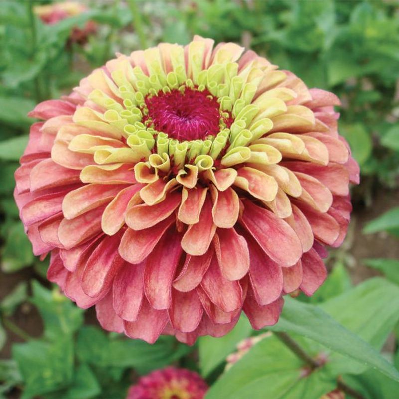 Zinnia 'Queen Red Lime'