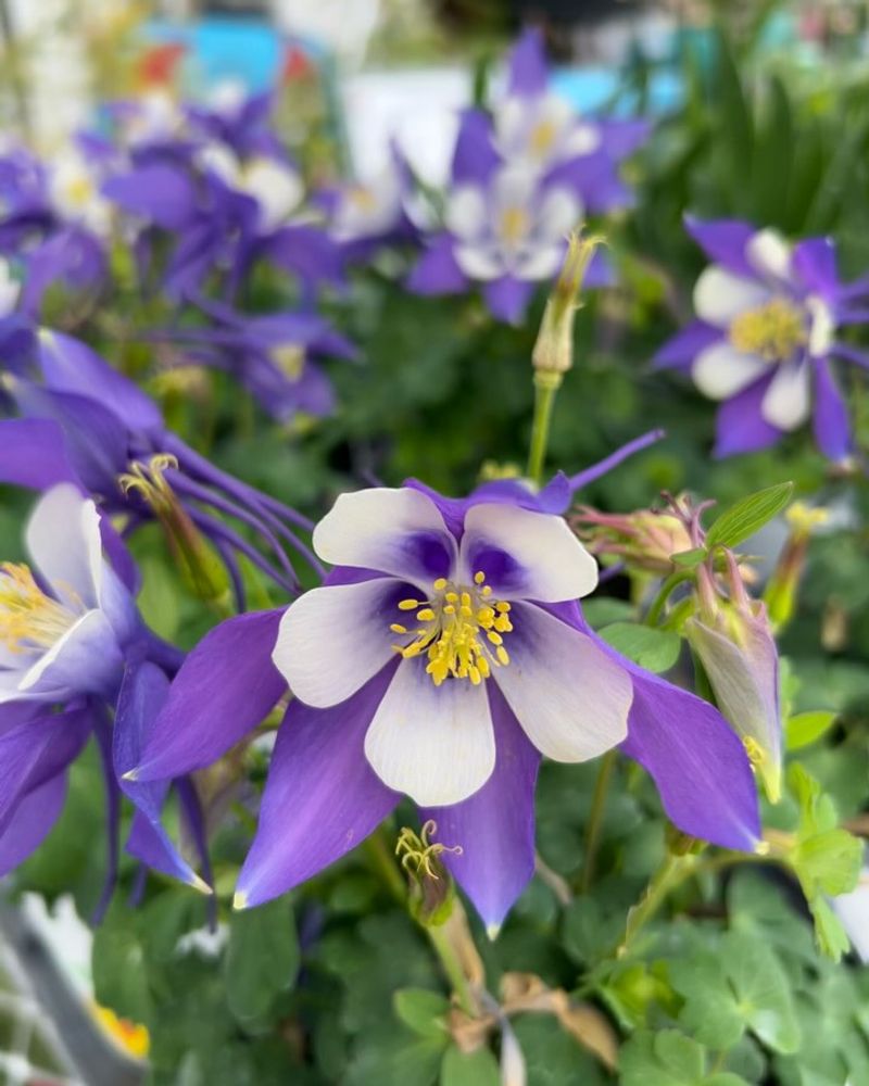 Dancing Columbines