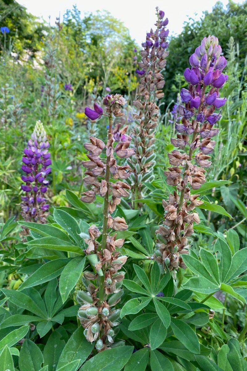 Lupine: The Three-Week Phenomenon