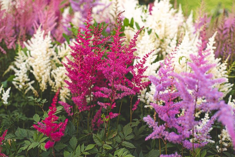 Astilbe