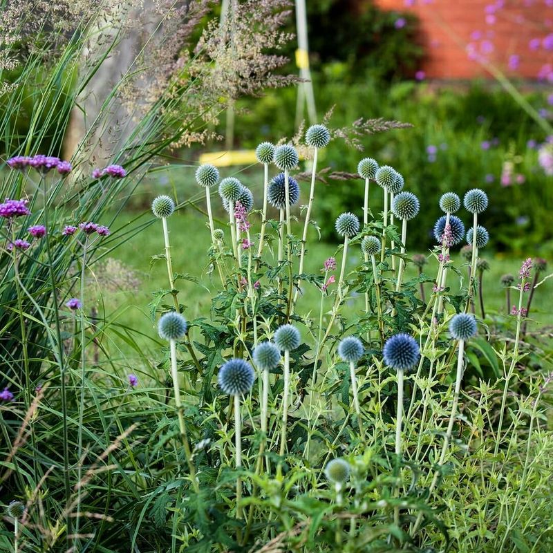 Globe Thistle