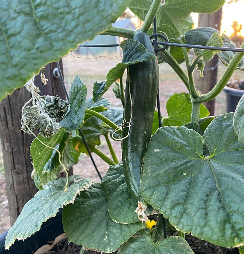Cucumbers