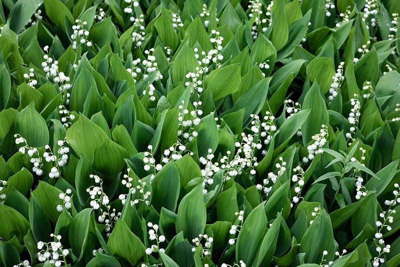 Lily of the Valley Struggles in Less-Than-Ideal Conditions
