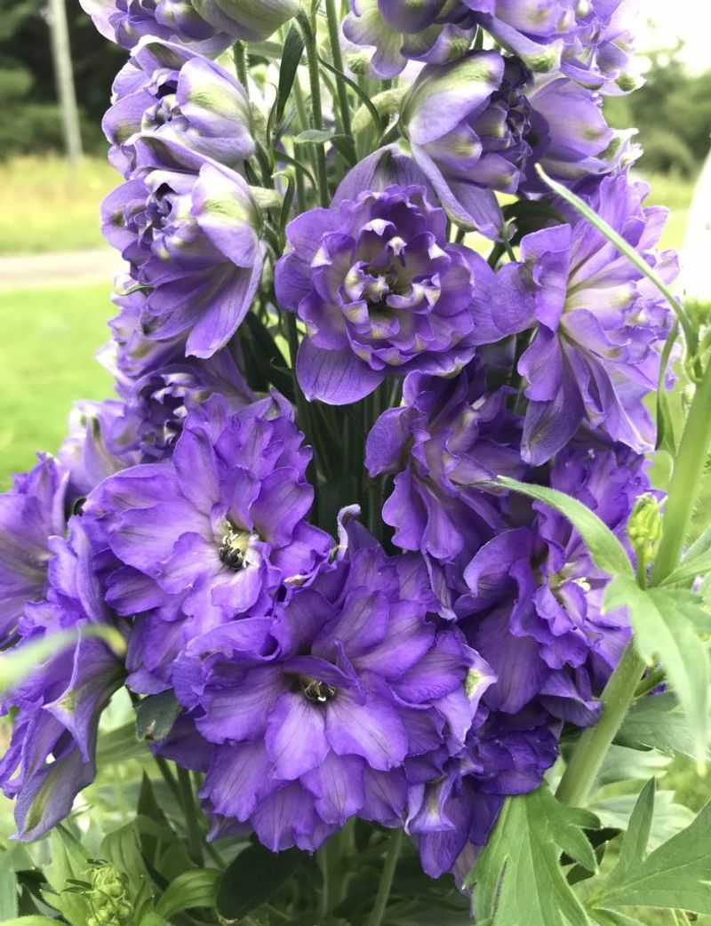 Delphinium - Stunning But Short-Lived