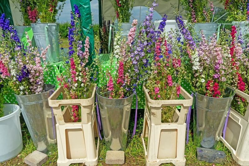 Delphinium's Disappointing Container Performance