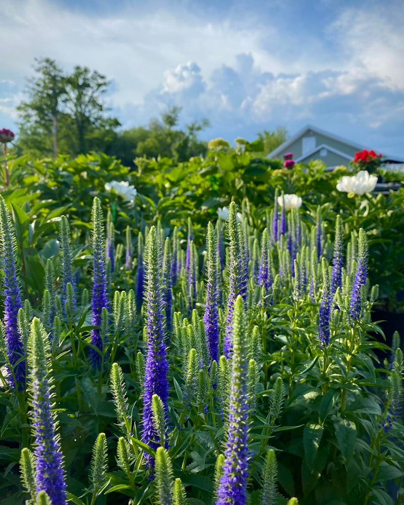 Veronica Spikes Provide Lasting Structure