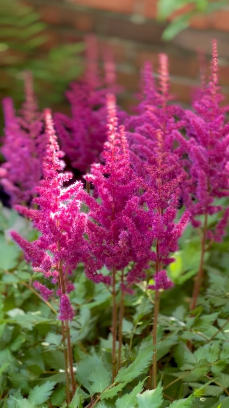 Abundant Astilbes