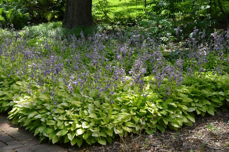 Shade-Loving Hostas For Ground Coverage