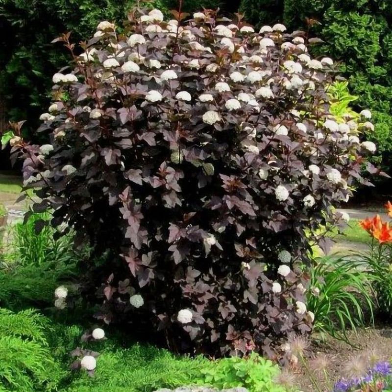 Enchanting Ninebark