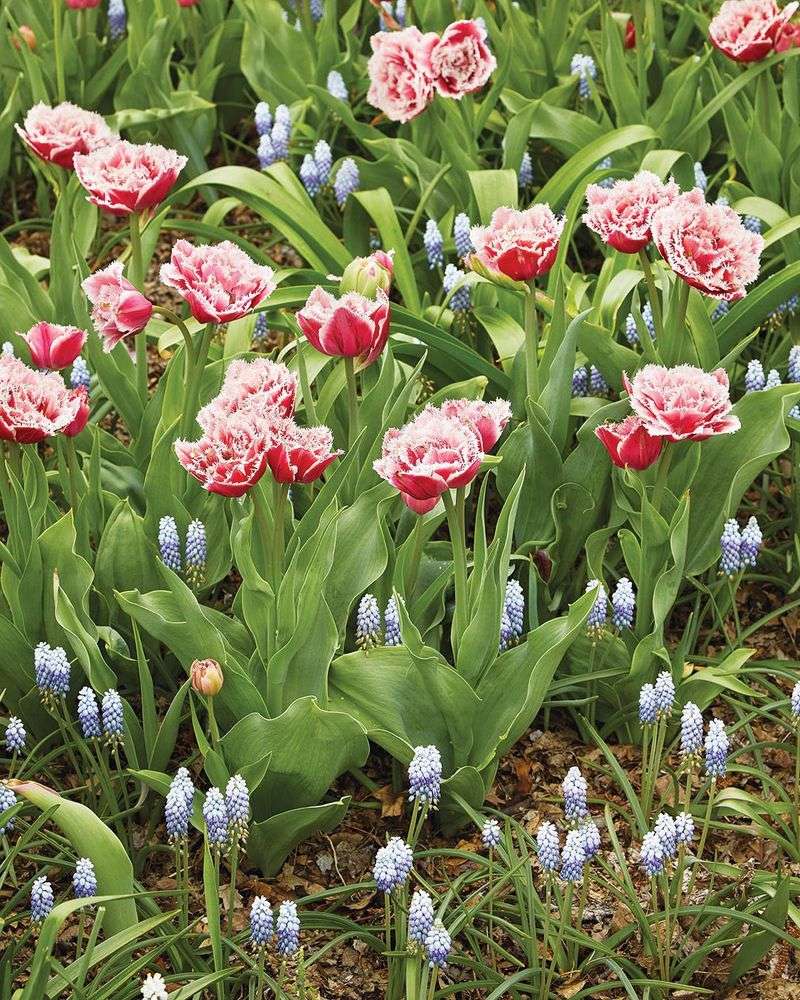 Naturalizing Magic