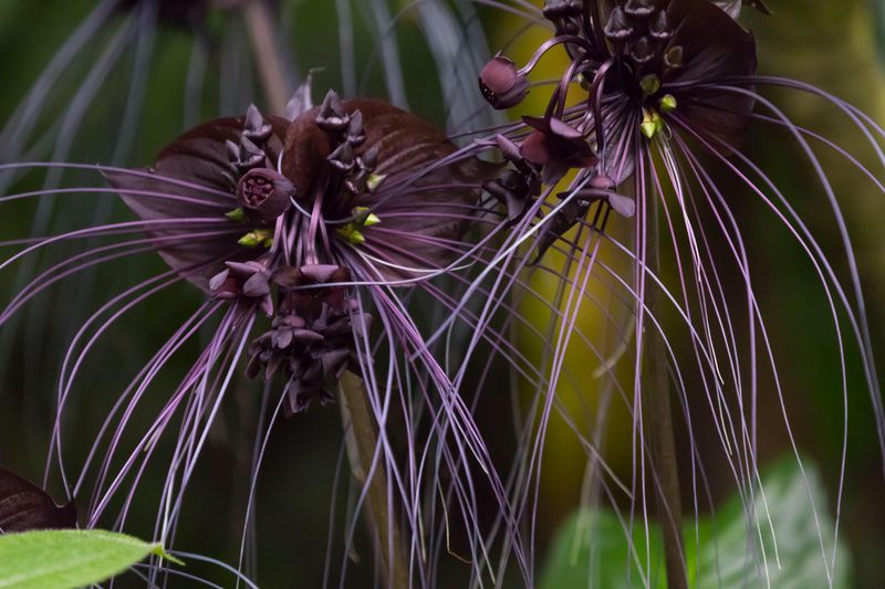 Black Bat Flower (Tacca chantrieri)
