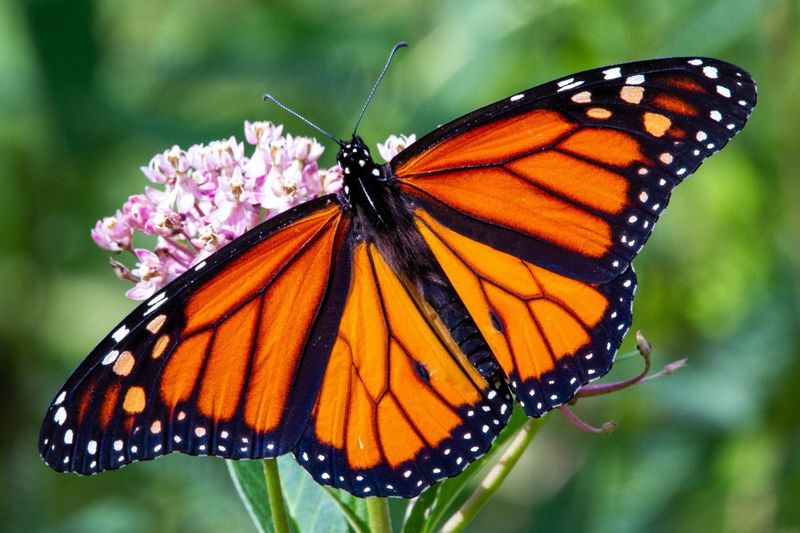 Western Monarch Butterfly