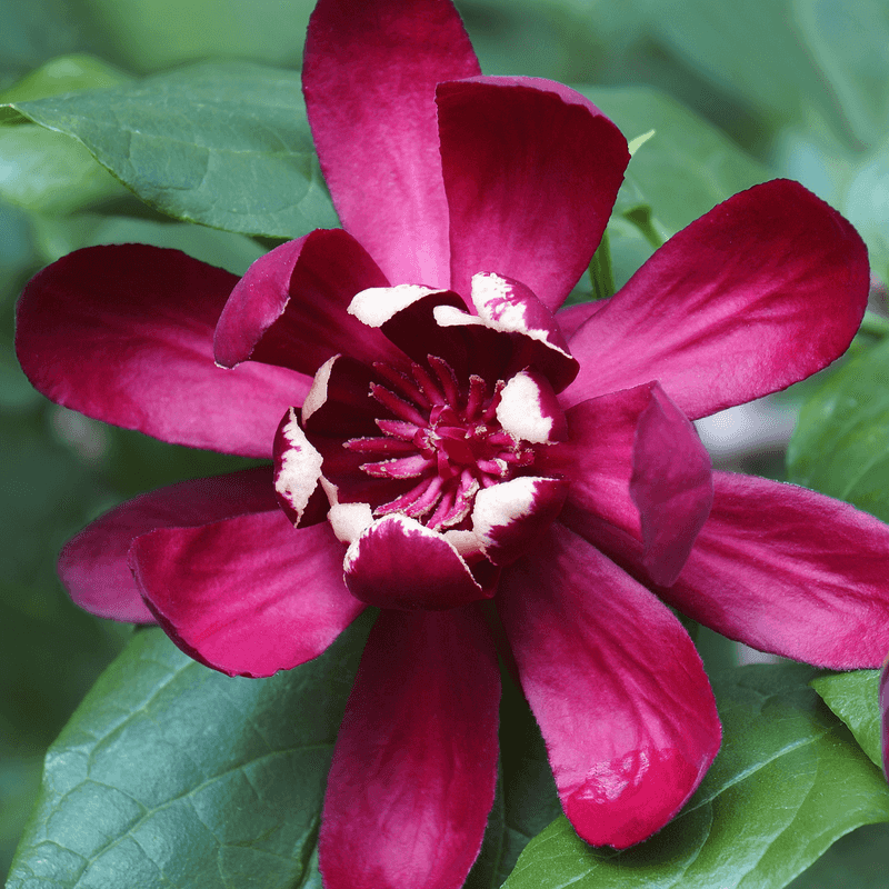 Calycanthus (Sweetshrub)