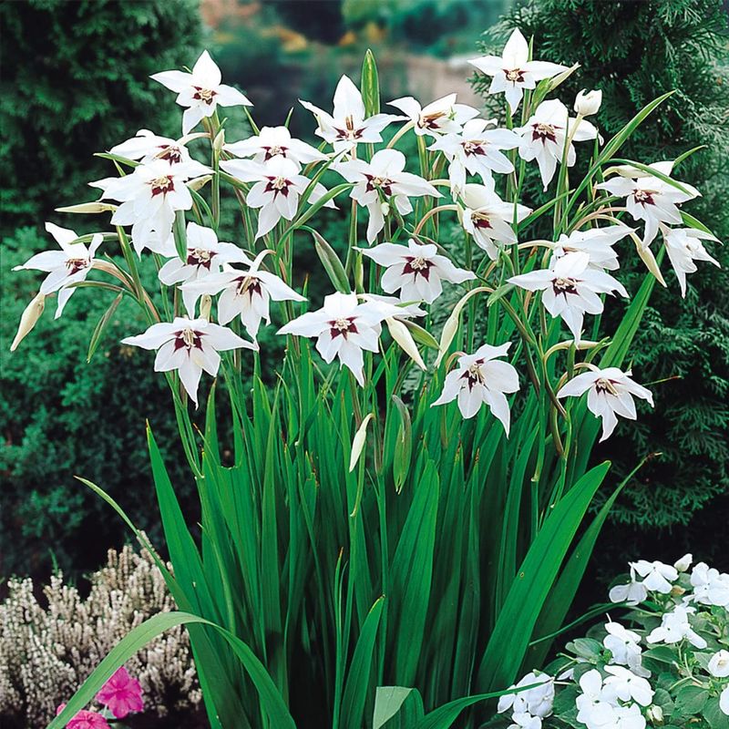 Acidanthera (Peacock Orchid): Late-Summer Surprise