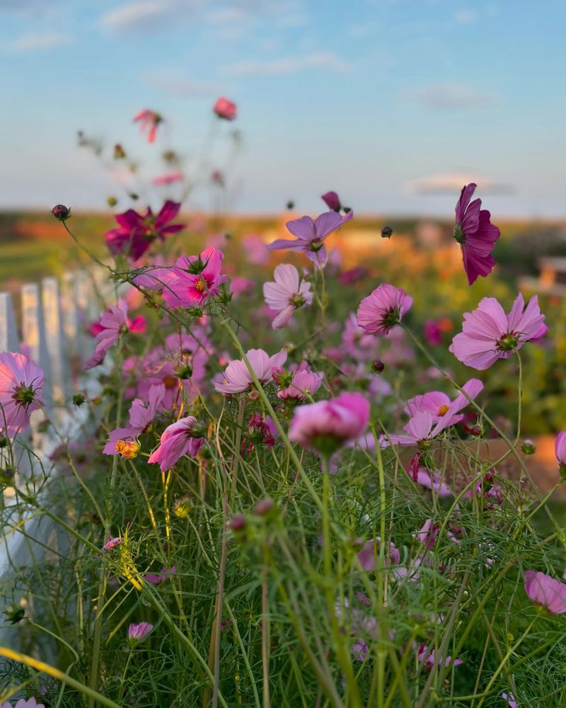 Cosmos