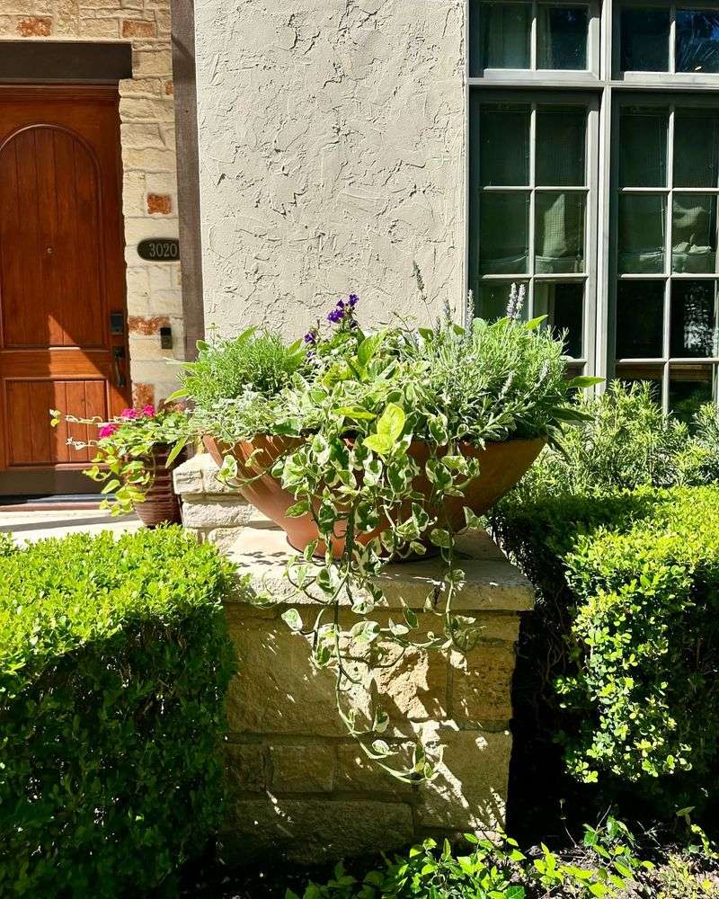 Container Gardens
